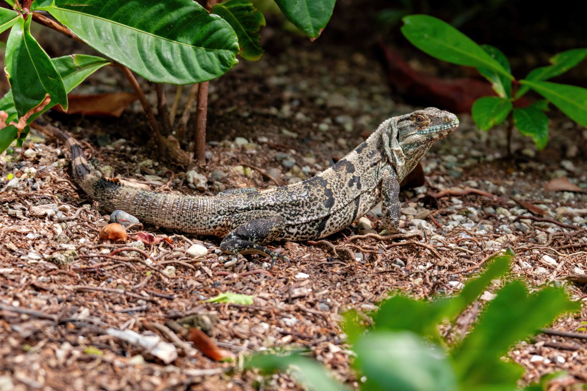 Gemeiner Schwarzleguan